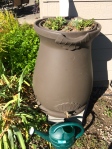 Two new rain barrels - we had enough rain to water the changed plantings today.