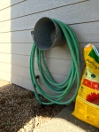 Finally hanging the hose so we can walk passed the tomato plant that is taking over the left side of this corner.